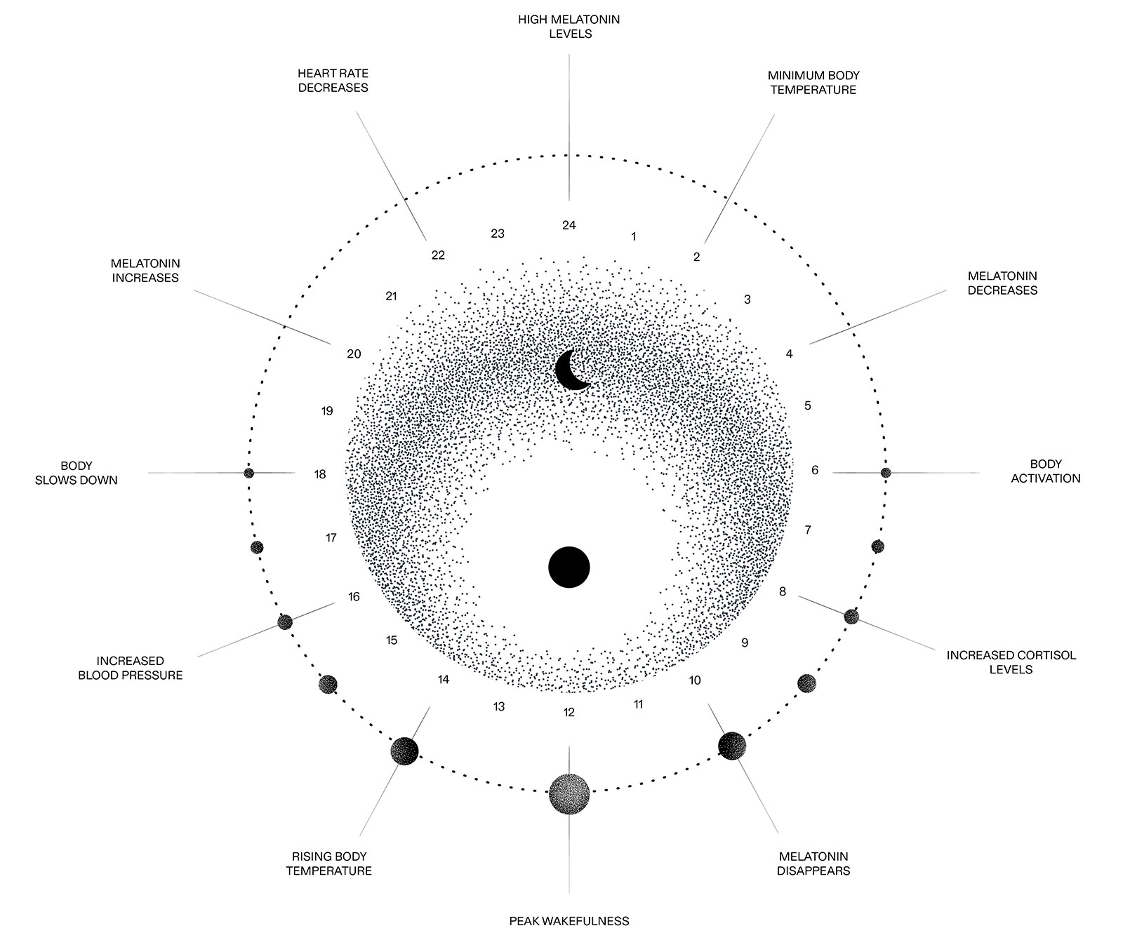 Circadian rhythm diagram